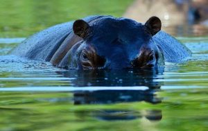 Hippotamo buena 3