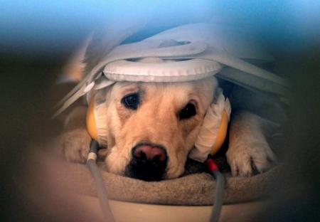 Los perros usan las mismas partes del cerebro que los humanos para procesar el habla: estudio Los perros usan las mismas partes del cerebro que los humanos para procesar el habla: estudio