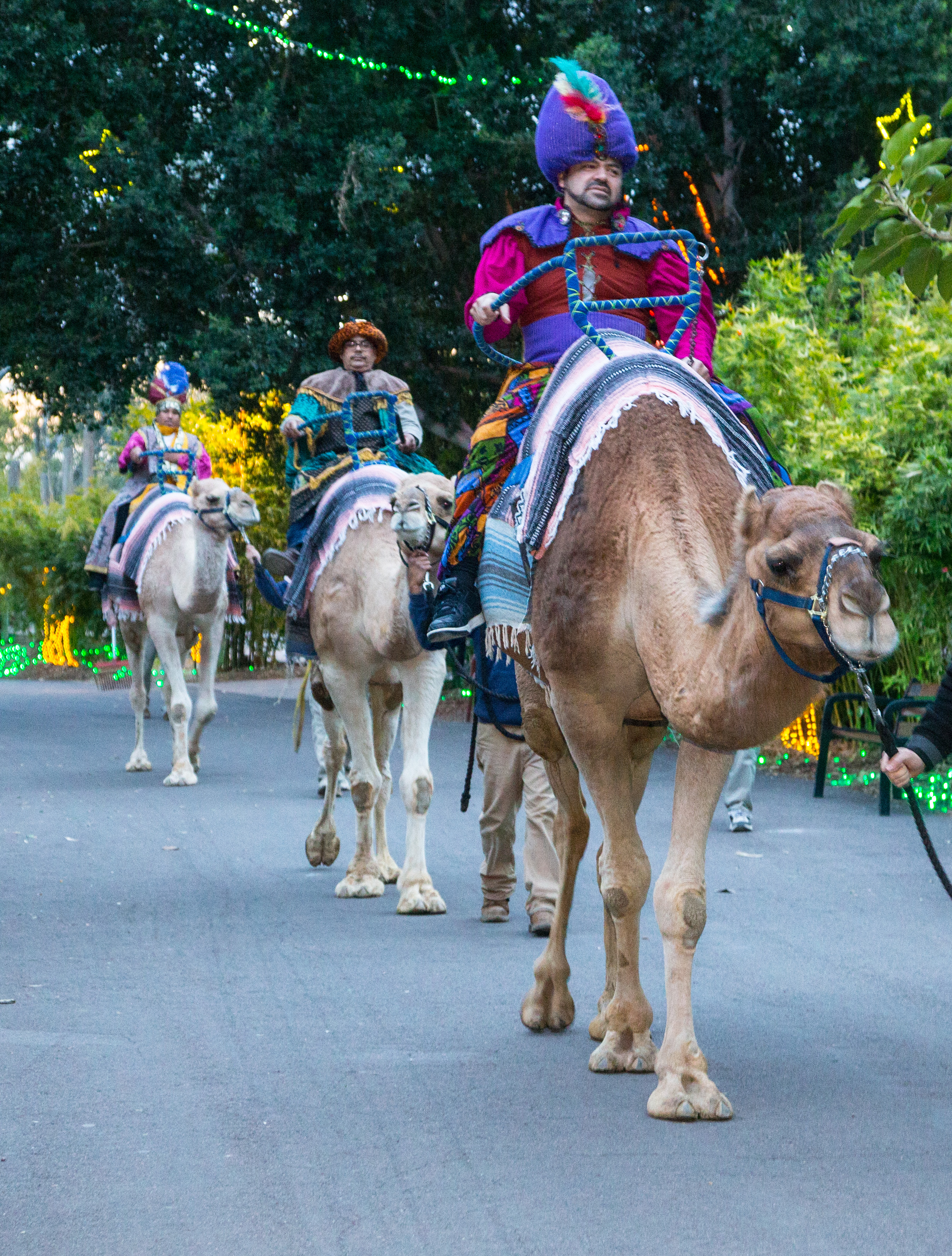 Noche de Reyes Magos en Phoenix Zoo Noche de Reyes Magos en Phoenix Zoo