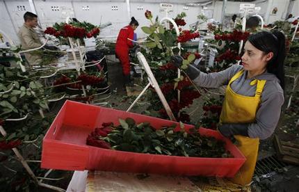 En San Valentín, Colombia blinda sus flores contra el narcotráfico En San Valentín, Colombia blinda sus flores contra el narcotráfico