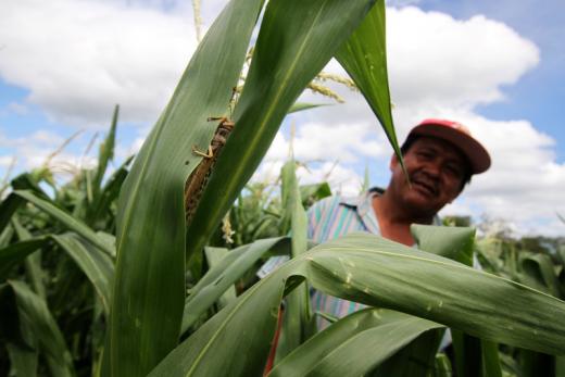 Giro de México hacia productores de maíz sudamericanos preocupa a agricultores de EEUU Giro de México hacia productores de maíz sudamericanos preocupa a agricultores de EEUU