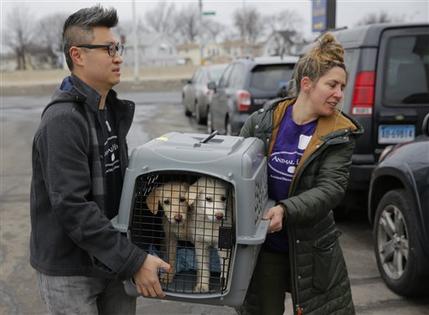 Rescatan a 46 perros en Corea del Sur que iban a ser utilizados para consumo humano y los trasladan a NY Rescatan a 46 perros en Corea del Sur que iban a ser utilizados para consumo humano y los trasladan a NY