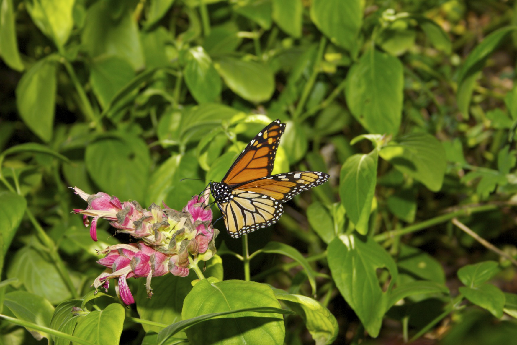 EVENTO LOCAL: No te pierdas la exhibición de Mariposas Monarcas e Insectos que protejan el ecosistema del desierto EVENTO LOCAL: No te pierdas la exhibición de Mariposas Monarcas e Insectos que protejan el ecosistema del desierto