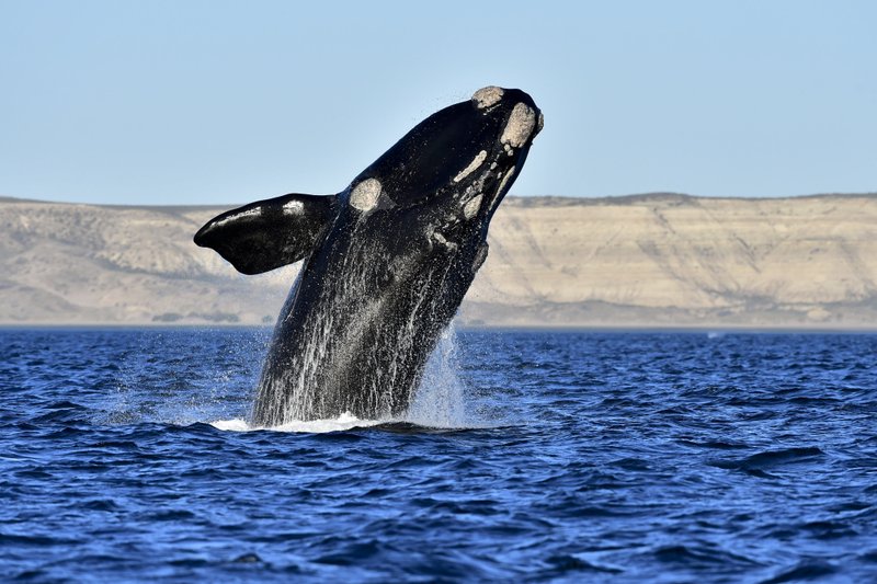 Visita récord de ballenas francas en la Patagonia argentina