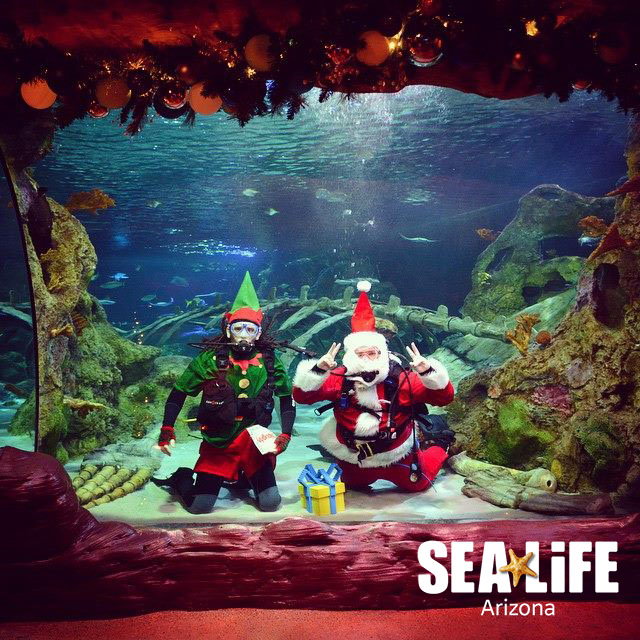 EVENTO LOCAL: SEA LIFE Arizona te invita a una celebración única de la navidad debajo del agua EVENTO LOCAL: SEA LIFE Arizona te invita a una celebración única de la navidad debajo del agua