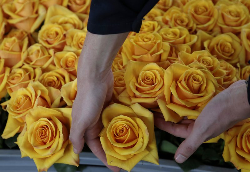 ESPECIAL DE SAN VALENTIN: Ecuador tiñe de diferentes tonos de rosas el día de San Valentín ESPECIAL DE SAN VALENTIN: Ecuador tiñe de diferentes tonos de rosas el día de San Valentín