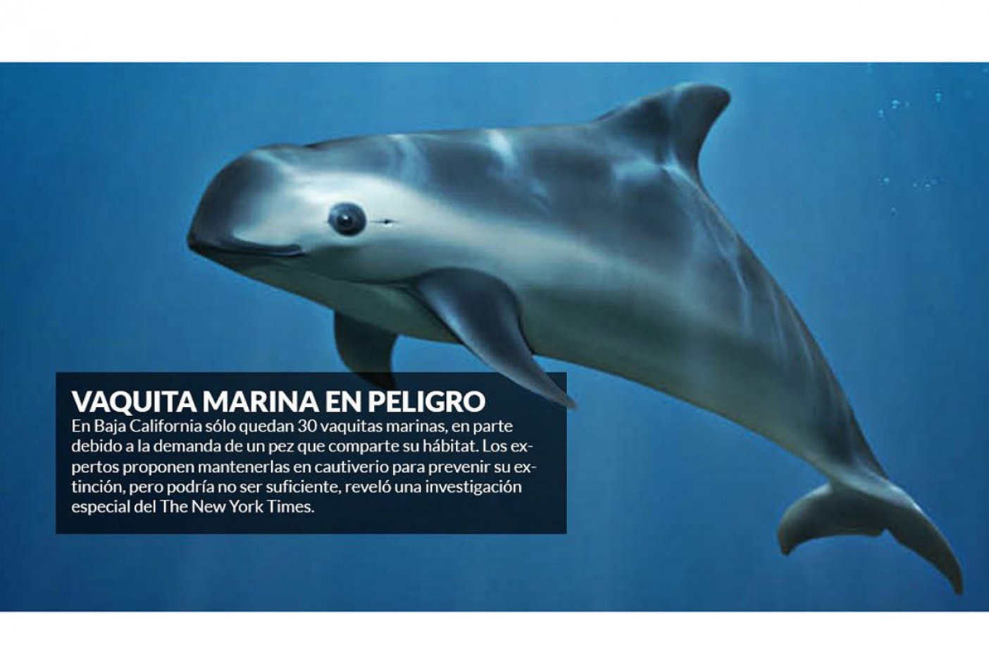 Realizan marcha en México por delfín al borde de extinción Realizan marcha en México por delfín al borde de extinción