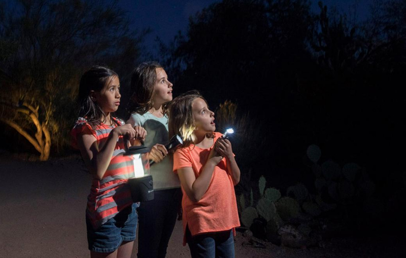 EVENTO LOCAL: Desert Botanical Garden te invita a descubrir el encanto nocturno del desierto EVENTO LOCAL: Desert Botanical Garden te invita a descubrir el encanto nocturno del desierto