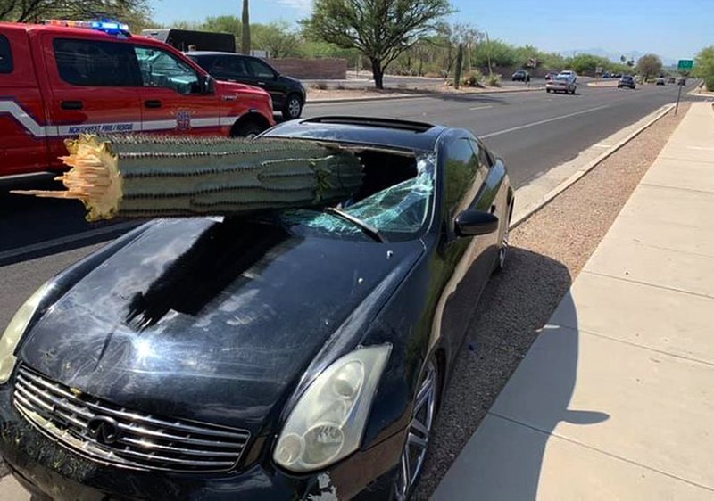 Cactus atraviesa parabrisas de auto; el conducto sale ileso Cactus atraviesa parabrisas de auto; el conducto sale ileso