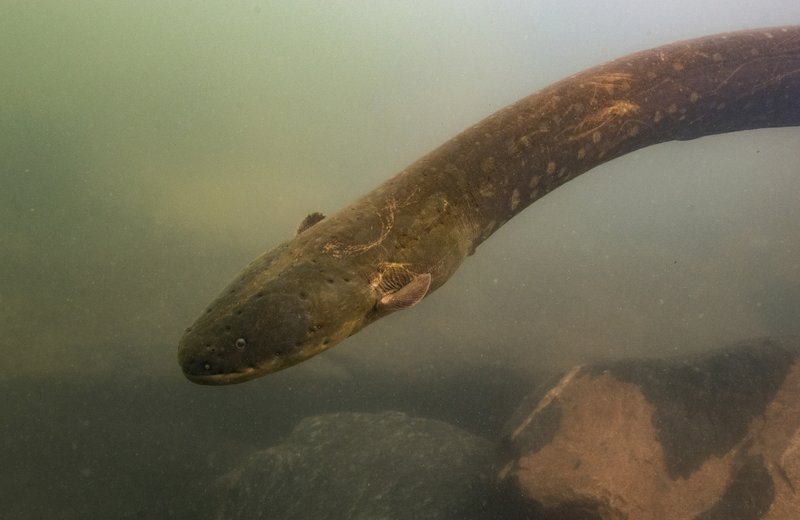 Hallan 2 nuevas especies de anguila eléctrica en la Amazonía